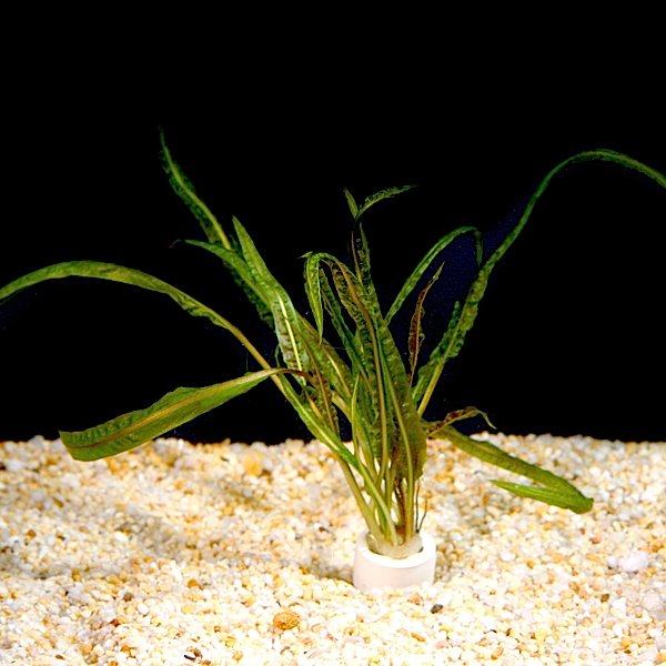 کریپتوکورین,کریپتن,balansae,Cryptocoryne crispatula
